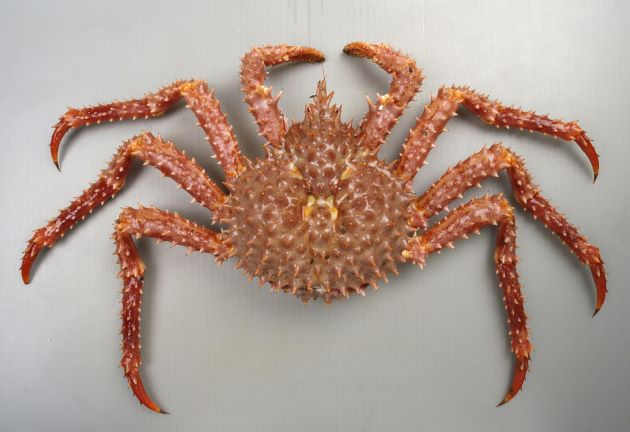 ゴールデンキングクラブ イバラガニモドキ | 甲殻 | 市場魚貝類図鑑 (zukan-bouz.com)より引用